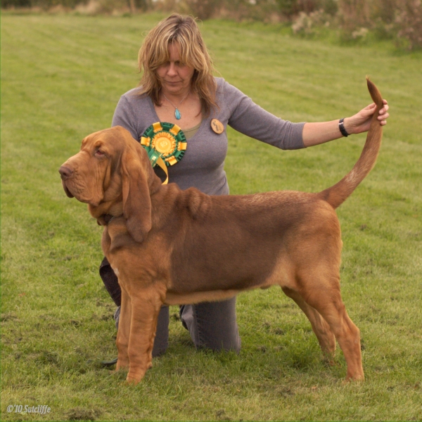 Legend, Best Puppy Dogat the ABB Championship Show 2010